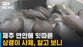 근져나 우덜식 돌고래도 깝깝할듯 - 새로운보수당 마이너 갤러리