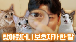 네이버 인플루언서 [네이버 인플루언서] 고양이 실종에 대한 솔직한 생각ㅣ고양식탁 원탐정 편