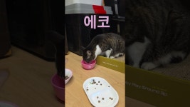 네이버 인플루언서 [네이버 인플루언서] 에코 #세상의모든고양이와강아지 #세모고 #동이프로토콜