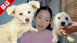 네이버 인플루언서 [네이버 인플루언서] 인스타 유기견 공고로 독일어 독해+문법+회화 공부하기