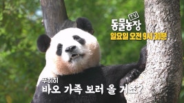 담주 동물농장 예고편 영상 - 푸바오 마이너 갤러리