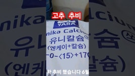네이버 인플루언서 [네이버 인플루언서] 고추 추비 선택 유니칼슘 도프아그로 괴산청결고추 풀뿌리농장 상세한영상은 플레이 버튼  #shorts