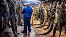 중국악어농장궁금하면 봐라 - 파충류, 양서류 갤러리