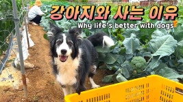 네이버 인플루언서 [네이버 인플루언서] 강아지가 사람처럼 행동한다고요? 그래서 진짜 시켜봤습니다