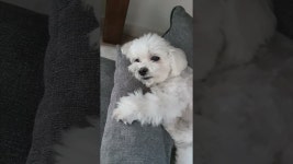 뒤뚱뒤뚱띠 | 뚱띠네 - YouTube