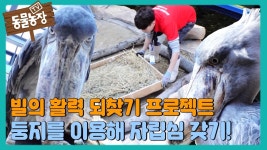 고모고닉아 슈빌 둥지 짓기 - 보이즈플래닛 갤러리