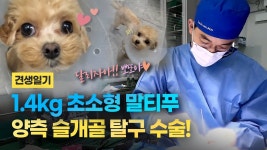네이버 인플루언서 [네이버 인플루언서] 1 4kg 말티푸 양측 슬개골 탈구 수술! Patellar Luxations | 견생일기 EP.65