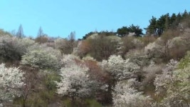 서산의 봄풍경 Spring landscape in Seosan korea | Doovi 서산의 봄풍경 Spring landscape in Seosan korea