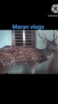 Maran vlog - YouTube