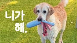 네이버 인플루언서 [네이버 인플루언서] 견주가 만만하게 보이면 안되는 이유ㅠㅠ