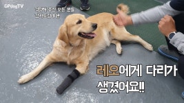 가평개-GPdog 유튜브 채널 분석 보고서 - NoxInfluencer