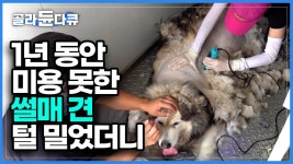 털많은 개들 이렇게 깎여놓으면 - 디시애갤러스 갤러리