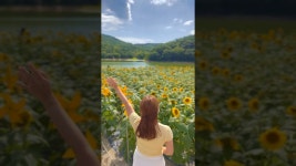 네이버 인플루언서 [네이버 인플루언서] 현시점 해바라기 활~짝 만개한 카페🌻 #바실라 #경주카페 #해바라기 #shorts