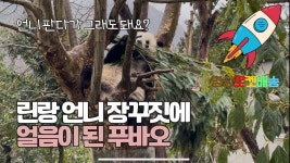 빅시엔젤 옆집온니보고 놀란 푸야 - 바오패밀리 마이너 갤러리