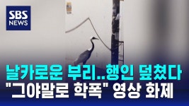 그 두루미 뉴스 떴다 - 조류 마이너 갤러리