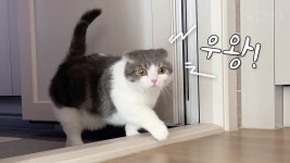 네이버 인플루언서 [네이버 인플루언서] 야옹야옹! 울면서 아빠 찾는 고양이 | 집사 또 입원