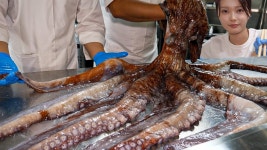 네이버 인플루언서 [네이버 인플루언서] 대왕 문어 하루 30kg 팔리는 우동집?! 세계 3대 요리학교 출신 사장님이 만드는 자가제면... 