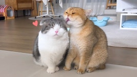 네이버 인플루언서 [네이버 인플루언서] 심쿵냥이! 코비·베리 보고 깜짝 놀란 순간들!!