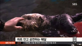 하트얼음 안고 한껏 재롱…해달의 귀여운 묘기 | Doovi 하트얼음 안고 한껏 재롱…해달의 귀여운 묘기
