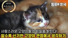 고양이날 나왔던 KBS프로그램 - 야옹이 갤러리