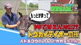 테이오 손녀 콰이트파인 산구 배틀 쿠 2022 영상 - 우마무스메 마이너 갤러리