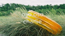 charlie - Oso Oso | Shazam charlie - Oso Oso