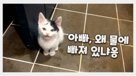 창환쓰 유툽 업로드 - 하트페어링 마이너 갤러리