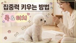 네이버 인플루언서 [네이버 인플루언서] 산책 시 흥분하는 강아지? 반드시 가르쳐야 할 룩&터치 훈련법
