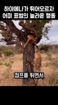 애니멀짝꿍 - YouTube