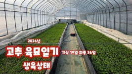 네이버 인플루언서 [네이버 인플루언서] 고추 육묘일기 가식 19일 파종 36일 괴산청결고추 고추 모종키우기 충북 괴산 감물 풀뿌리농장 석성수... 