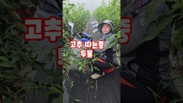네이버 인플루언서 [네이버 인플루언서] 고추 따는중 두물 괴산청결고추 괴산고추 자연특별시괴산 풀뿌리농장 홍고추 건고추 #shorts