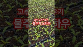 네이버 인플루언서 [네이버 인플루언서] 고추 모종키우기 괴산청결고추 물주는 방법 충북 괴산 풀뿌리농장 순돌이와 대근이 #shorts