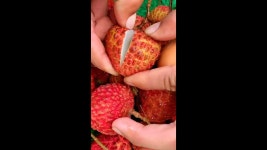 #lichipa - YouTube