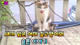 이거 골때리네 ㅋㅋㅋ - 야옹이 갤러리