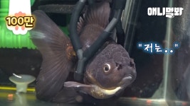 유튭)붕어 휠체어 짠하고 귀엽넌 - 물고기 갤러리