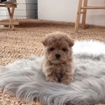 하이펍 강아지고양이 김포본점 - YouTube