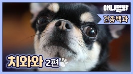 SBS TV동물농장x애니멀봐 - 견종백과 치와와편 - 치와와 마이너 갤러리