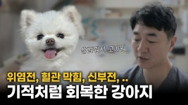네이버 인플루언서 [네이버 인플루언서] 동물병원 대표원장도 밤새 울게 만든 반려견의 치명적인 합병증, 그리고 1년 후 기적