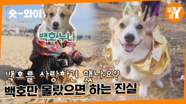 백호누나 - 멍멍이 갤러리