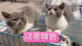 중국 모란시장 야외 캐터리 - 야옹이 갤러리
