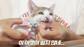 네이버 인플루언서 [네이버 인플루언서] 새끼고양이 발톱 자르려다가 손가락 잃을 뻔했습니다;;;| 금쪽이 해밤이🌰