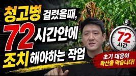 네이버 인플루언서 [네이버 인플루언서] 멀쩡하던 고추가 갑자기 시들시들? 청고병·시들음병 확실하게 멈추는 흥농상사 오리지널 방제법!
