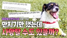 sfts 잠복기가 2주라고 주장하는 수의사유튜버 (팩트: 4일부터 가능) - 야옹이 갤러리