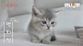 애니멀바 먼치킨 새끼 영상 졸커네 - 야옹이 갤러리