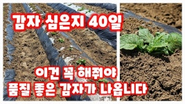 네이버 인플루언서 [네이버 인플루언서] 감자 북주기 흙 올려주기 수미감자 감물감자 괴산감자 행복한괴산 신나는농부 풀뿌리농장