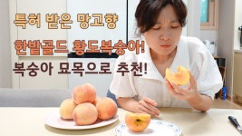 네이버 인플루언서 [네이버 인플루언서] 세계에서 하나밖에 없는 특허 라이센스 한밭골드 복숭아나무 묘목에서 열리는 한밭골드 황도복숭아... 