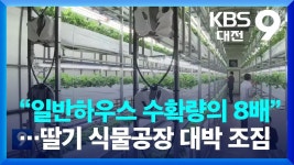 일반하우스 수확량의 8배..딸기 식물공장 대박 조짐 - 특이점이 온다 마이너 갤러리
