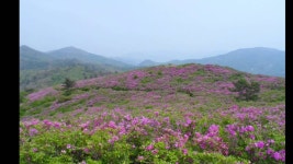 2014-05-02 1147 보성 초암산 | Doovi 2014-05-02 1147 보성 초암산