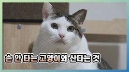 순화되지 않는 고양이와 산다는것 - 야옹이 갤러리