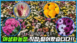 네이버 인플루언서 [네이버 인플루언서] 야생화&초화농장 다녀왔습니다!! 7종 봄꽃식물 2700원의 행복!!